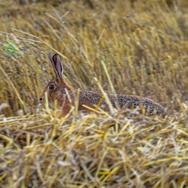 Hare at Greenworld