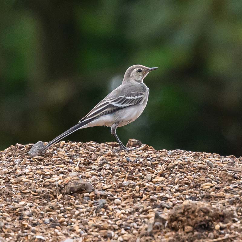 Bird at Greenworld